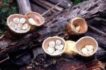 Bird's Nest Fungus: Crucibulum laeve - fungi species list A Z